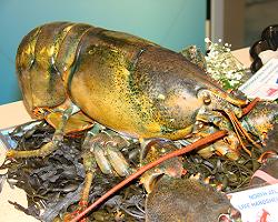 lobster