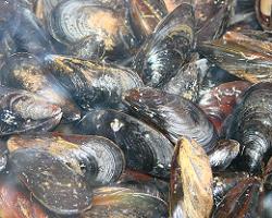 muscles