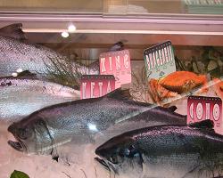 salmon
