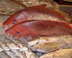 snapper