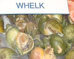 whelk