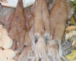 squid
